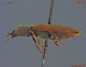 Pseudanostirus hoppingi - photo 2