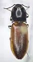 Pseudanostirus hoppingi - photo 3