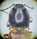 Pseudanostirus hoppingi - photo 5