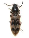 Pseudanostirus nebraskensis