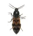 Pseudanostirus nebraskensis - photo 2