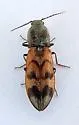Pseudanostirus nebraskensis - photo 5