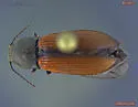 Pseudanostirus ochreipennis
