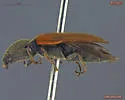 Pseudanostirus ochreipennis - photo 2