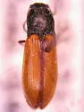 Pseudanostirus ochreipennis - photo 3