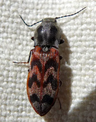 Pseudanostirus tigrinus - Pseudanostirus tigrinus