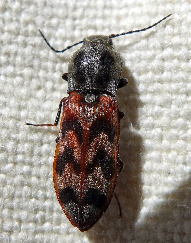 Pseudanostirus tigrinus - photo 2