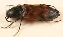 Three-spotted Click Beetle