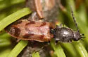 Three-spotted Click Beetle - photo 2