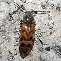 Three-spotted Click Beetle - photo 4