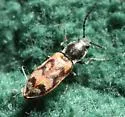 Three-spotted Click Beetle - photo 5