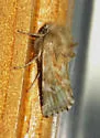 Pseudanthoecia tumida - Hodges#9617 - Pseudanthoecia tumida