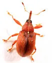 Pseudanthonomus crataegi