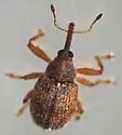 Pseudanthonomus helvolus