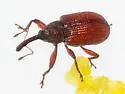 Pseudanthonomus helvolus - photo 3