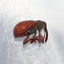 Pseudanthonomus helvolus - photo 4