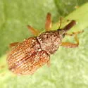 Pseudanthonomus helvolus - photo 5