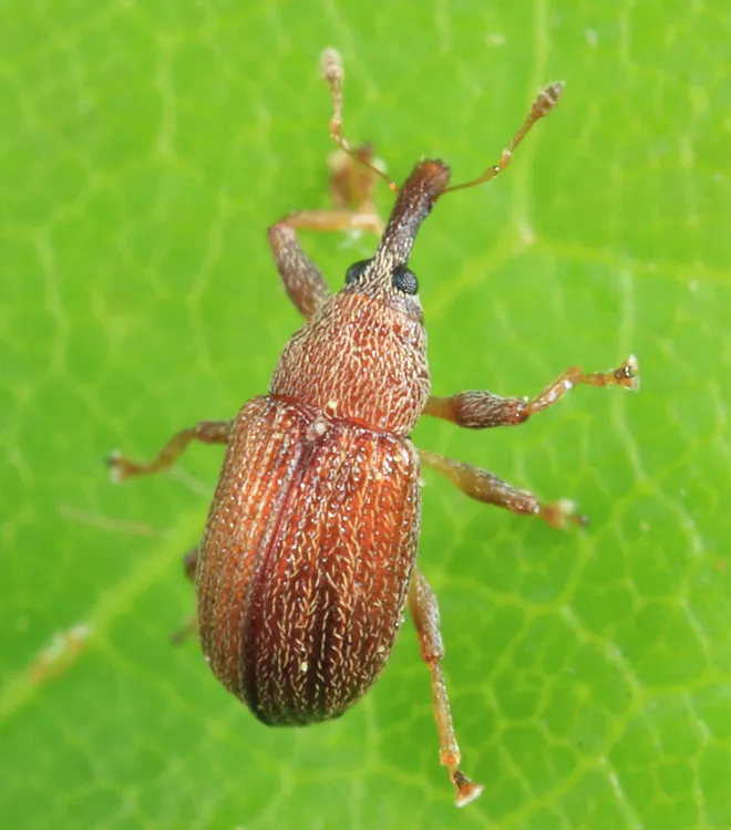 Pseudanthonomus rufulus - photo 2