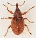 Pseudanthonomus tomentosulus - Pseudanthonomus tomentosulus