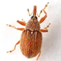 Pseudanthonomus tomentosulus - photo 2