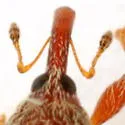 Pseudanthonomus tomentosulus - photo 3
