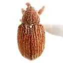 Pseudanthonomus tomentosulus - photo 4
