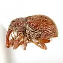 Pseudanthonomus tomentosulus - photo 5