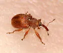 Pseudanthonomus validus
