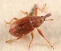 Pseudanthonomus validus - photo 2