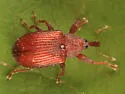 Pseudanthonomus validus - photo 3