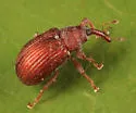 Pseudanthonomus validus - photo 4