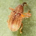 Pseudanthonomus validus - photo 5