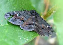 Pseudanthracia Moth - Hodges#8683 - Pseudanthracia coracias