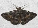 Pseudanthracia Moth - Hodges#8683 - photo 2