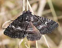 Pseudanthracia Moth - Hodges#8683 - photo 3