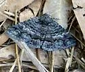 Pseudanthracia Moth - Hodges#8683 - photo 4