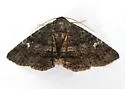 Pseudanthracia Moth - Hodges#8683 - photo 5