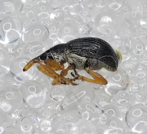 Pseudapion rufirostre - photo 2