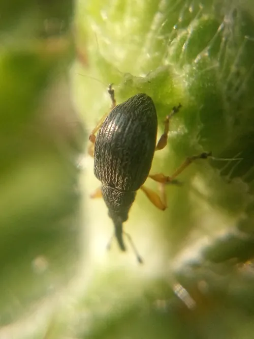Pseudapion rufirostre - photo 3