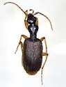 Pseudaptinus lecontei - photo 3