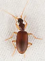 Pseudaptinus lecontei - photo 4