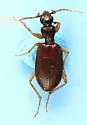 Pseudaptinus lecontei - photo 5