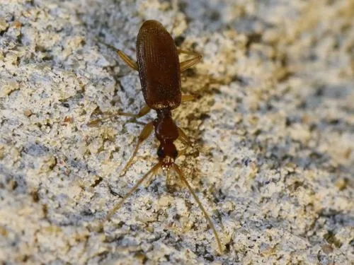 Pseudaptinus tenuicollis - photo 2