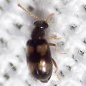 Pseudariotus notatus - Pseudariotus notatus