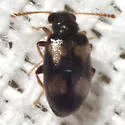 Pseudariotus notatus - photo 2