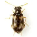 Pseudariotus notatus - photo 3