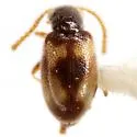 Pseudariotus notatus - photo 4