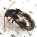 Pseudariotus notatus - photo 5