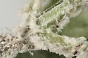 Waxy Dogwood Aphid