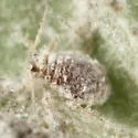 Waxy Dogwood Aphid - photo 2